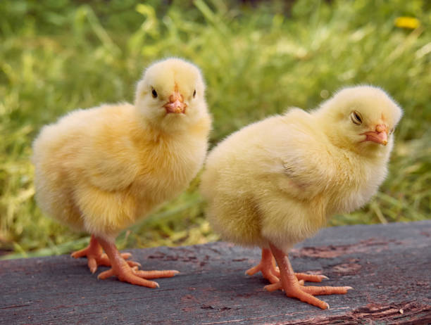 istock Cute little newborn chicken. 1304401251
