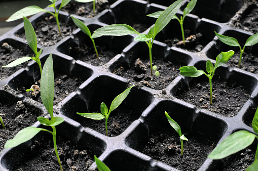 close-up of young seedlings of the pepper in the greenhouse ready for planting in the vegetable garden