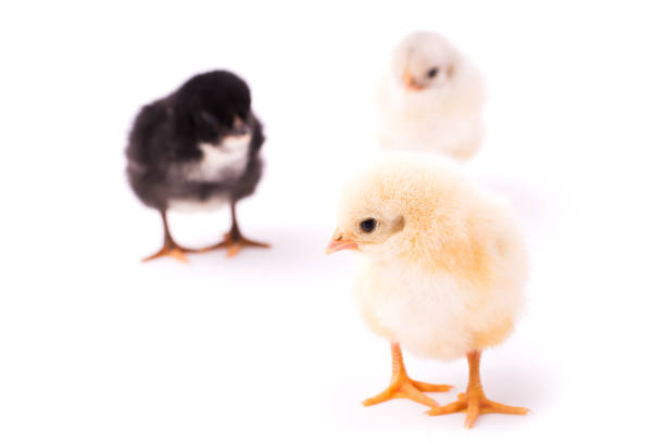 tre piccoli polli isolati su sfondo bianco - chicken friendship three animals color image foto e immagini stock