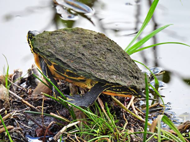 istock Florida Red-bellied Cooter (Pseudemys rubriventris) resting on land 1304403860
