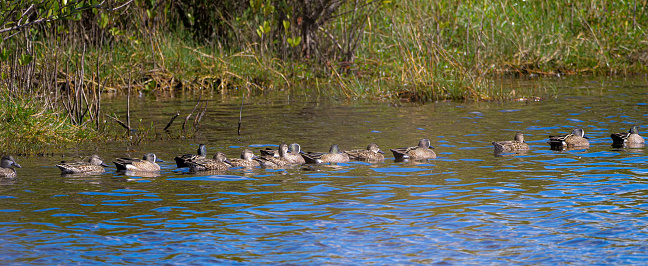 Ducks and water birds in Merritt Island Preserve, Florida