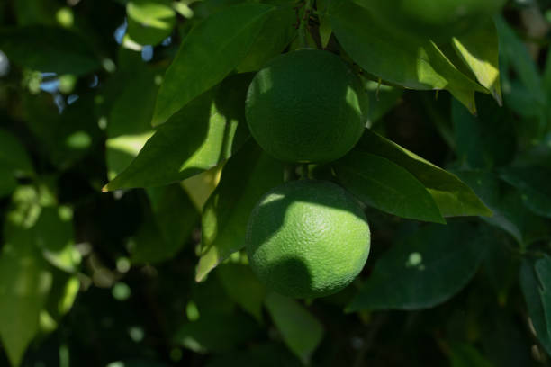 istock A green pear on the tree across green leaves 1304406141