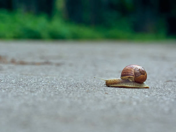 istock Snail on the asphalt 1304406550
