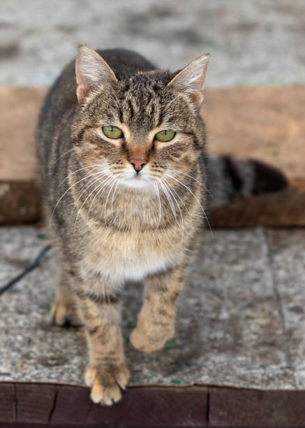 istock Portrait of a stray cat. 1304406690