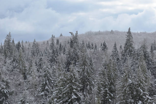 istock Snow Covered Forest in Winter Cobequid Nova Scotia Canada 1304406876