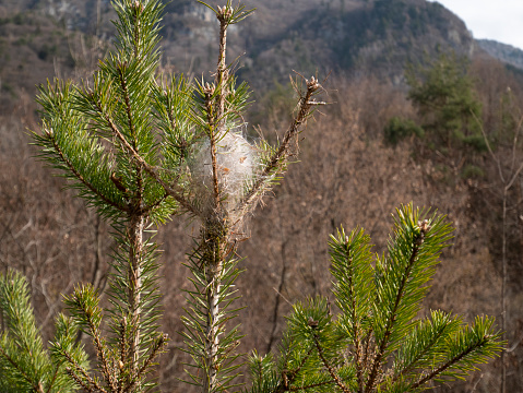 Caterpillar web, Pine processionary nest