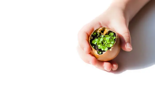 Green seedlings inside an egg shell in childs hands on white background, copyspace