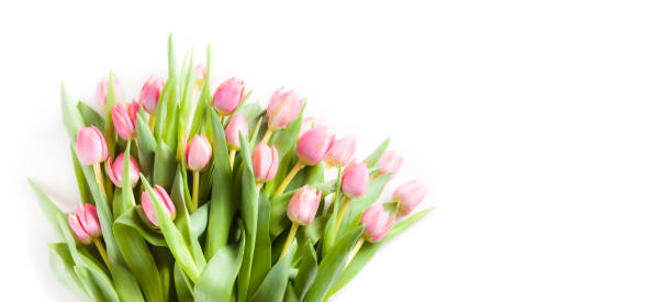 istock Bouquet of tulips on white background 1304407979
