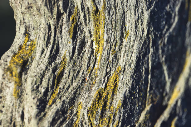 Chatenay Malabry, France - February 27, 2021. Macro view of slate type stones. on the stones, mosses and lycheens are visible.