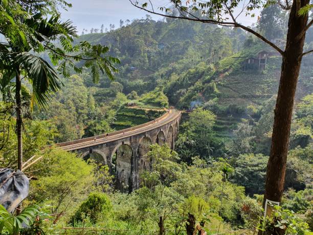 Railway bridge in the Jungle stock photo