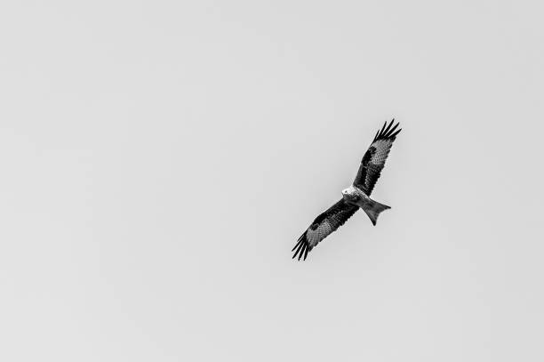 istock Red Kite, milvus milvus, in flight 1304411531