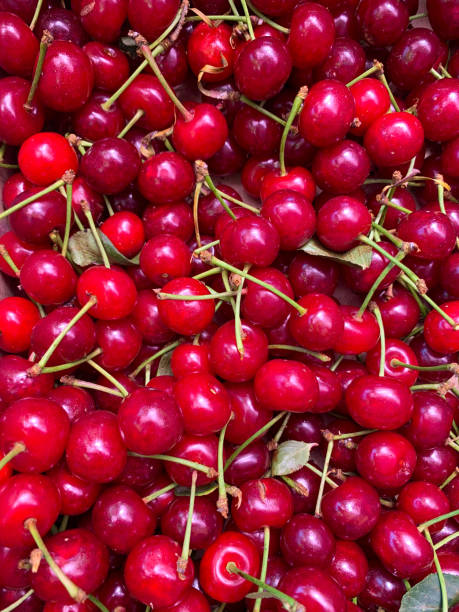 istock ripe cherries from Russia 1304411562