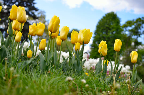 istock Young tulips bloomed in the park in spring 1304412828