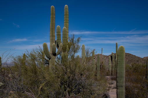 Sonoran desert landscape with hiking trail under blue sky near Phoenix Arizona