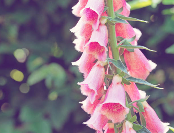 Digitalis mertonensis 'Summer King'