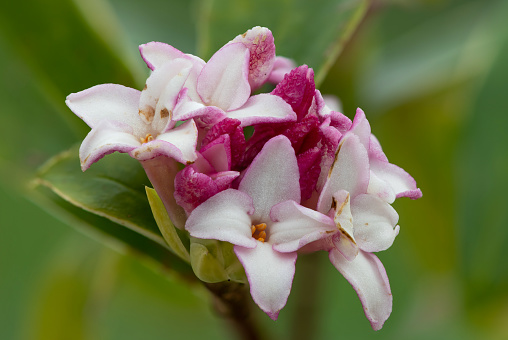 Macro shot of perfume princess Daphne flowers in bloom