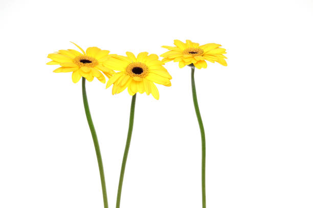 istock transvaal daisies in a white background 1304415747