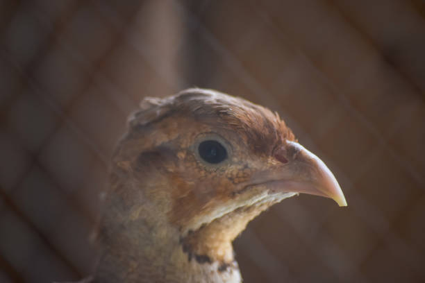 oiseau de caille dans la cage se ferment vers le haut. verticale sauvage de poule de perdrix, animal femelle chakor seule photo de fond de fond de papier peint - bird netting cage birdcage photos et images de collection