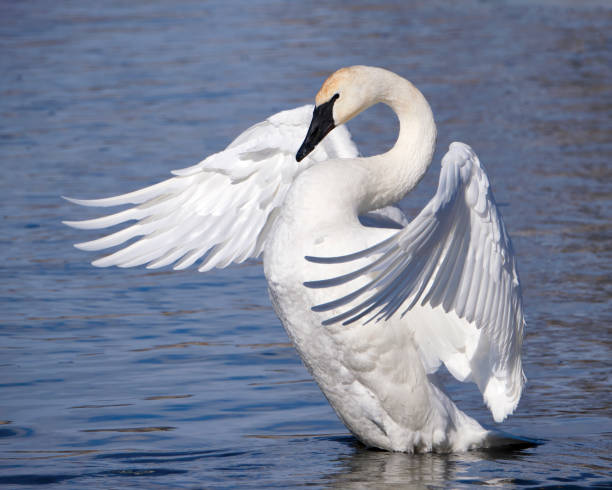 istock Trumpeter Swan wings extended forward - side view 1304419618