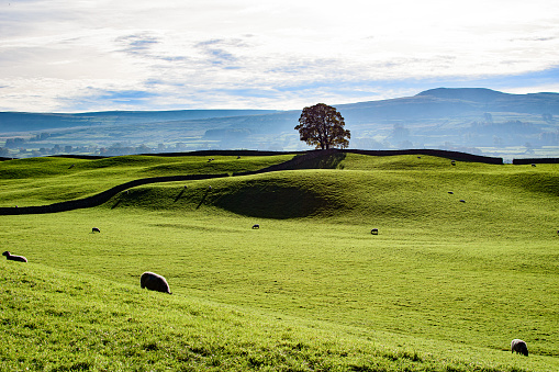 Yorkshire Dales in the autumn sun