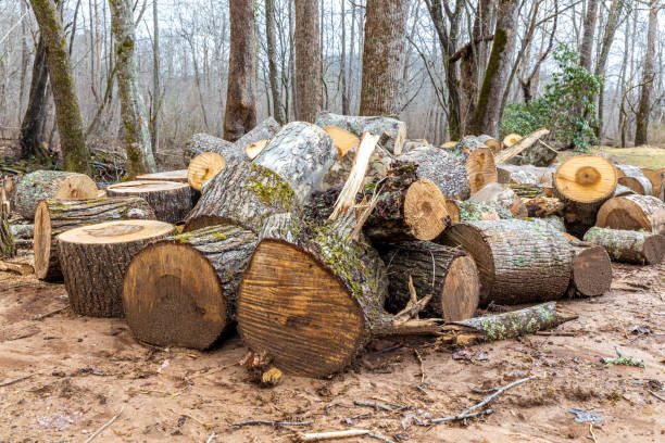 istock Wood Pile in Georgia Forest 1304420386