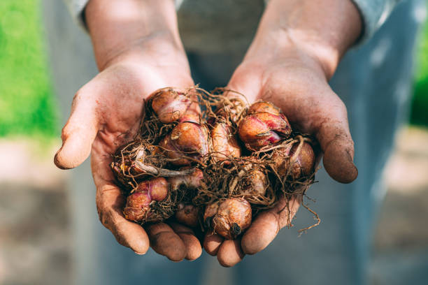 istock Woman Holding Lily Bulbs in Her Handful 1304421567