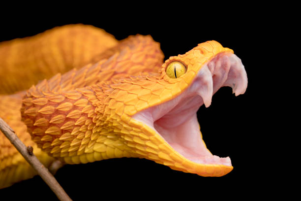 The fangs of a venomous bush viper snake stock photo