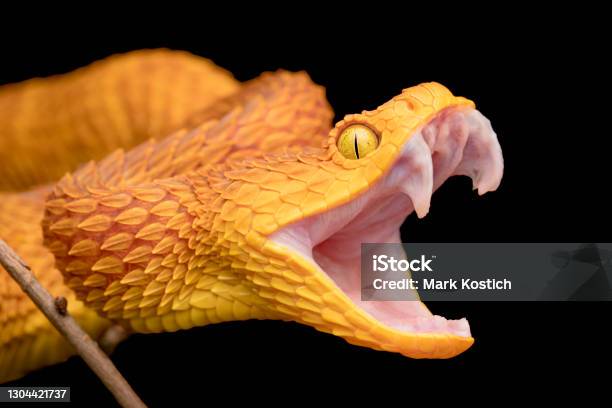 The Fangs Of A Venomous Bush Viper Snake Stock Photo - Download Image Now - Snake, Poisonous, Viper