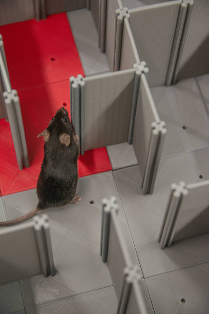 istock Laboratory black mouse is navigating in a plastic 3D printed labyrinth in lab experiments to study spatial learning, memory and brain navigation skills 1304422573