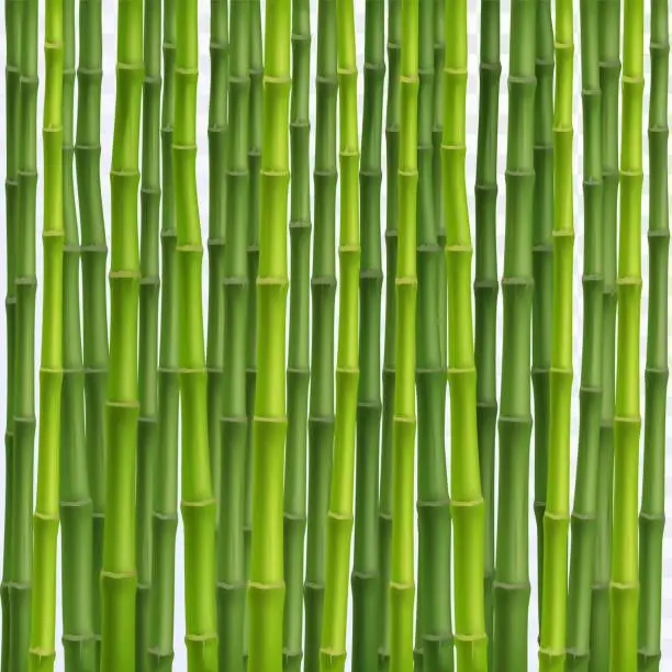 Vector illustration of Bamboo