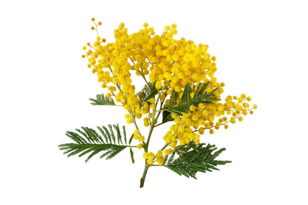 istock Mimosa or acacia dealbata or silver wattle spring flowers isolated on white. 1304422736