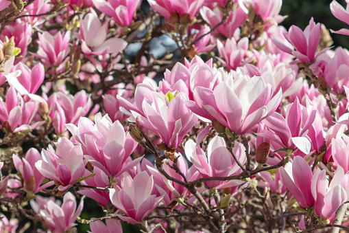 Flores de magnolia liliiflora rosa o orquídea leñosa. photo