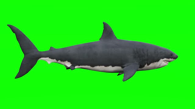Swimming great white shark on gren screen. The concept of animal themes, fish, wildlife, games, 3d animation, short video, film, cartoon, organic, chroma key, character animation, design element, loopable, cut out, chroma key