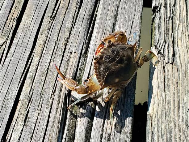 krab promenadowy - maryland crab blue crab prepared crab zdjęcia i obrazy z banku zdjęć