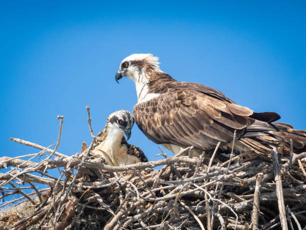 istock Mama and baby osprey in nest 1304424584