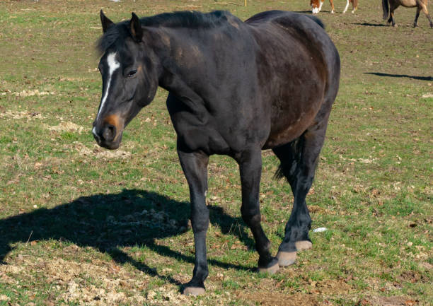 istock horses on the field in the spring 1304424766