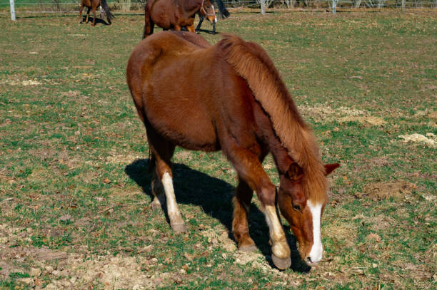 istock horses on the field in the spring 1304424770