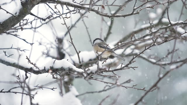 A Black Capped Chickadee in a Snowstorm