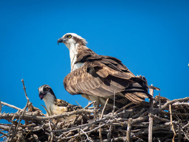 istock Mama and baby osprey in nest 1304427172