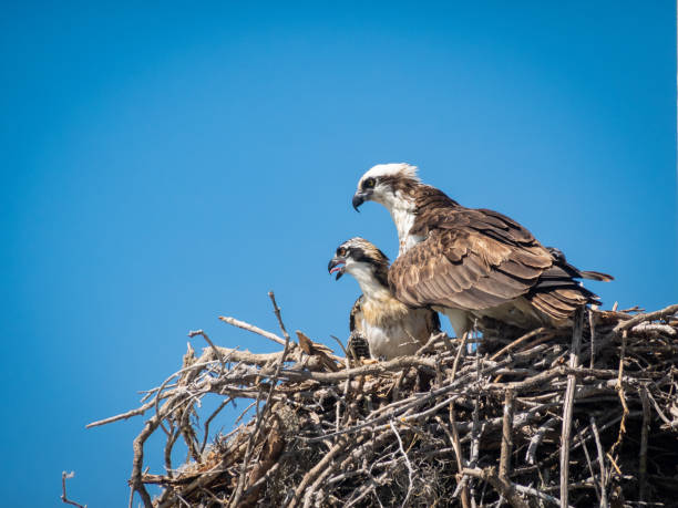 istock Mama and baby osprey in nest 1304427608