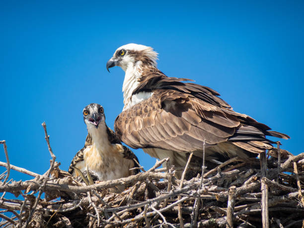 istock Mama and baby osprey in nest 1304428214
