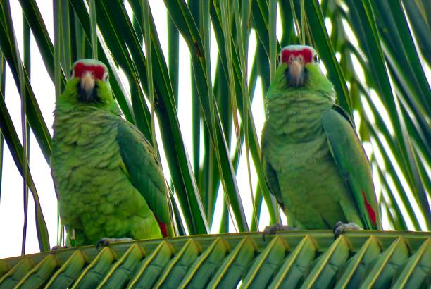 istock Green and in love 1304429286