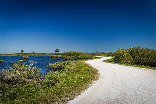 istock Beautiful and natural Florida 1304429348