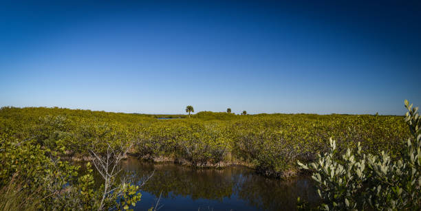 Beautiful and natural Florida