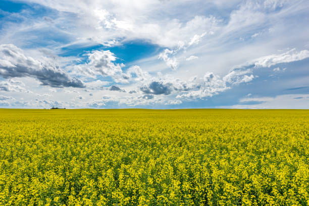 istock A prairie sky over a canola field in bloom in Saskatchewan, Canada 1304432911