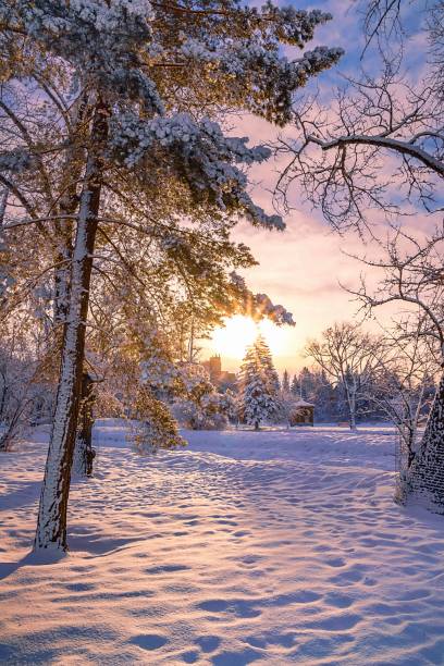 istock Sunrise Glowing Over A Winter Park In Calgary 1304433173