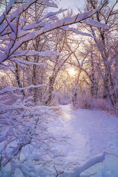 istock Sun Glowing Over A Treelined Winter Park 1304433867