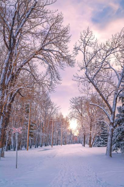 istock Sunrise Glowing Over A Wintry Calgary Park 1304433907