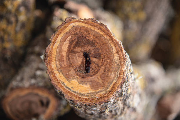 istock Log of firewood 1304434968