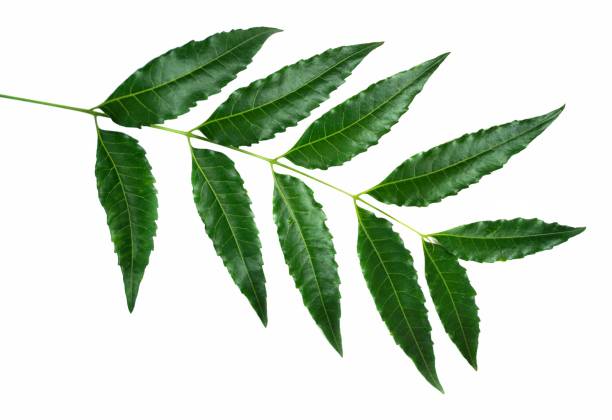 neem blatt auf weißem hintergrund. - azadirachta indica stock-fotos und bilder